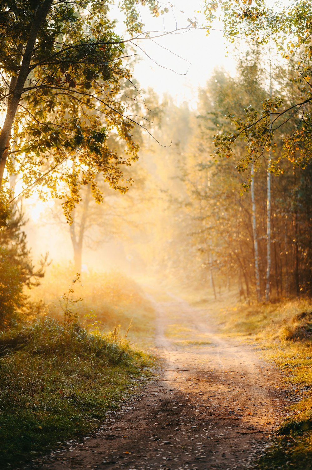 a dirt road in the middle of a forest