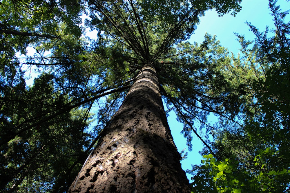 a tall tree standing in the middle of a forest