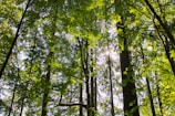 Sunlight filtering through lush green canopy of a young food forest at chezfarms.