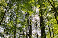 Lush green Amazon rainforest canopy with sunlight filtering through the leaves.