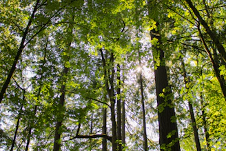 Sunlight filtering through lush green forest leaves.