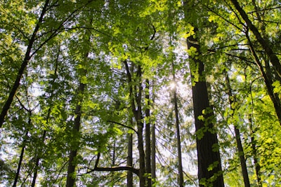 Sunlight filtering through tall trees in a thriving green forest.