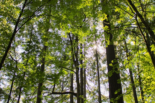 Sunlight filtering through dense green forest canopy, highlighting leaves and branches.