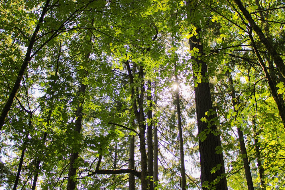 the sun shines through the trees in the forest