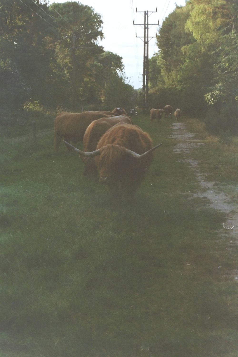 a herd of cattle grazing on a lush green field