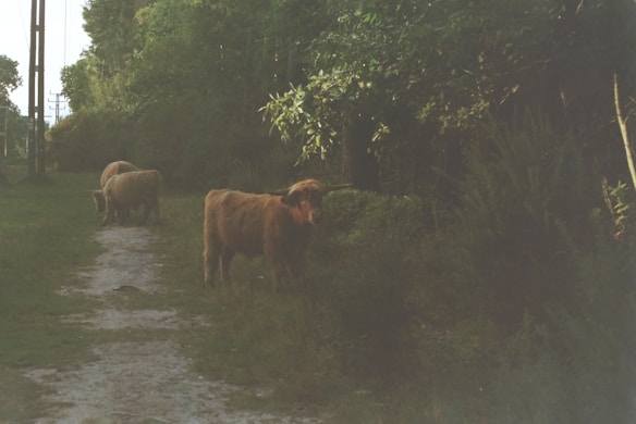 Three highland cattle stand on a narrow dirt path bordered by lush greenery. Two are further along the path, while one stands closer, partially obscured by the foliage on the right. The surroundings are tranquil, with dense trees providing a shaded backdrop.