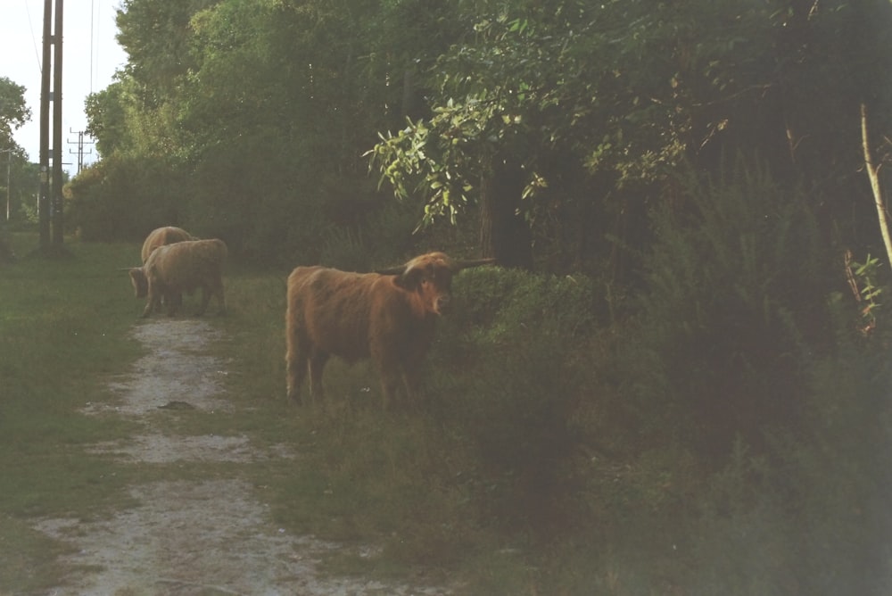 a herd of cattle walking down a dirt road