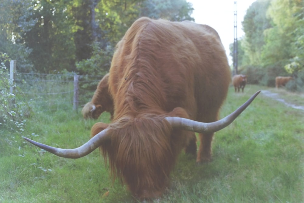 a brown bull with long horns grazing in a field