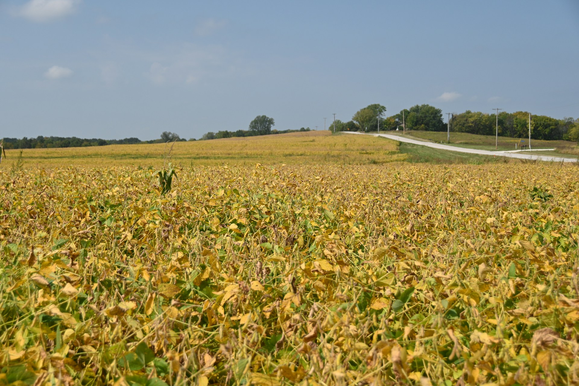 gray computer monitor