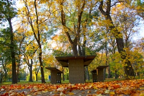 People enjoying a peaceful picnic under tall park trees