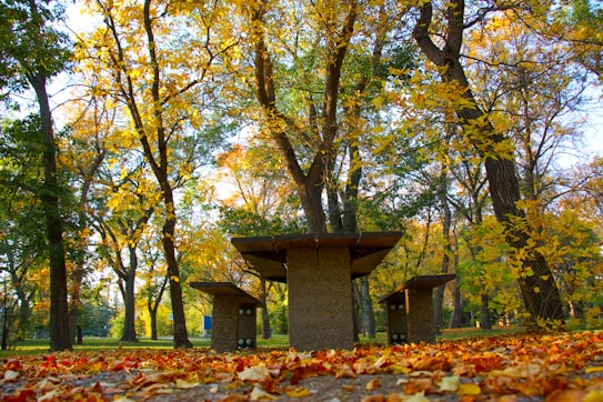 A peaceful park setting with picnic tables surrounded by tall trees in autumn. The ground is covered with fallen leaves, adding a vibrant red and yellow hue to the scene. The picnic tables are made of stone and blend well with the natural surroundings.