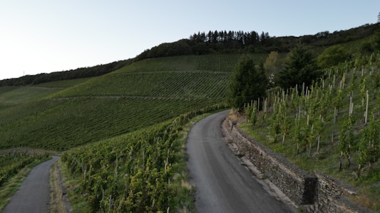 A winding road curves through a lush, green vineyard set on rolling hills. The vineyard is lush with rows of grapevines, and a stone wall lines part of the road. In the background, there is a dense line of trees at the top of the hill under a clear sky.