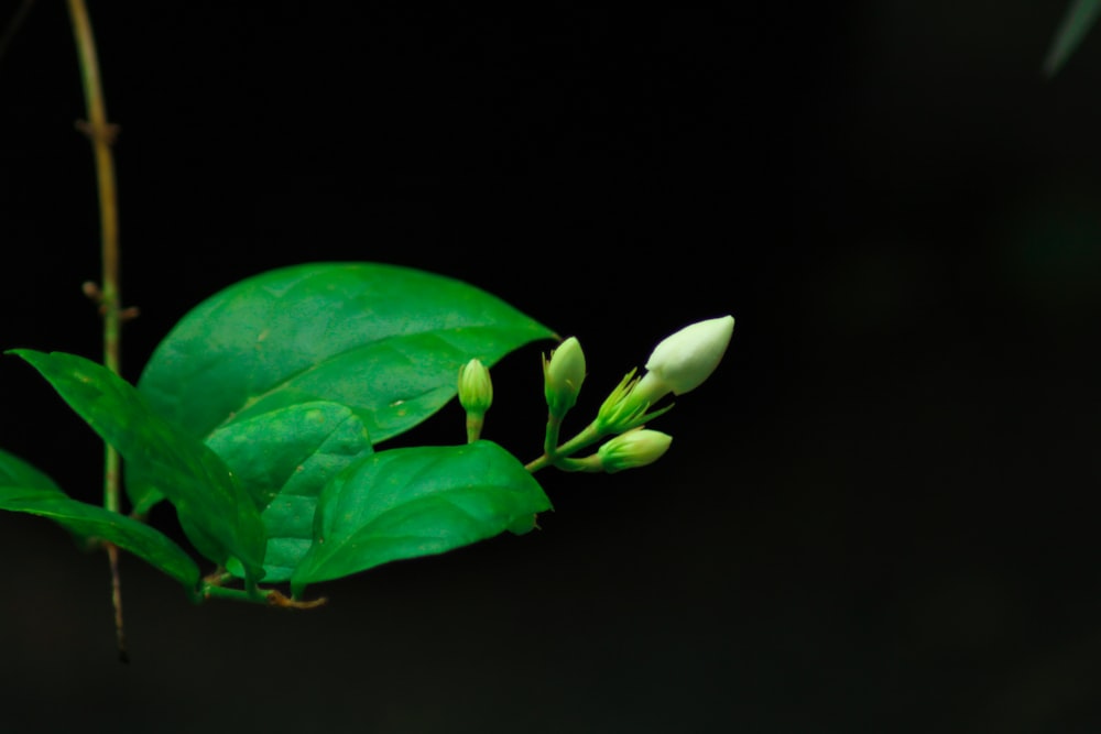 a close up of a flower on a plant