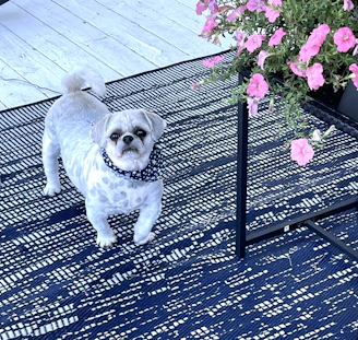 Soft, colorful pet bandanas arranged in a playful pattern on a light surface