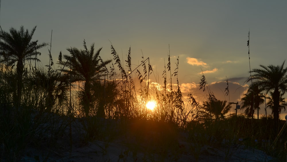 the sun is setting over a beach with palm trees
