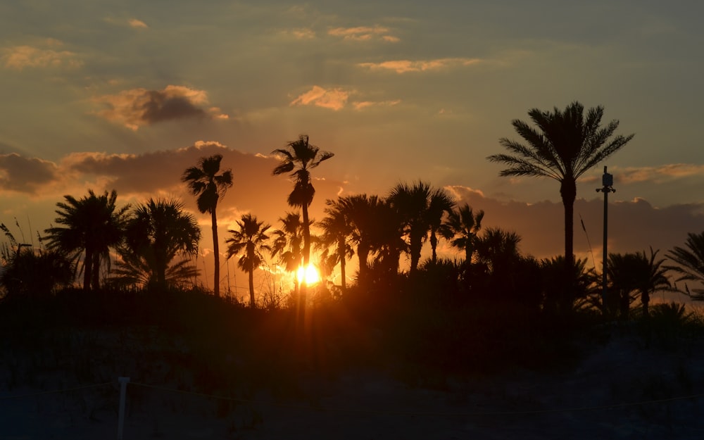 the sun is setting behind palm trees on the beach