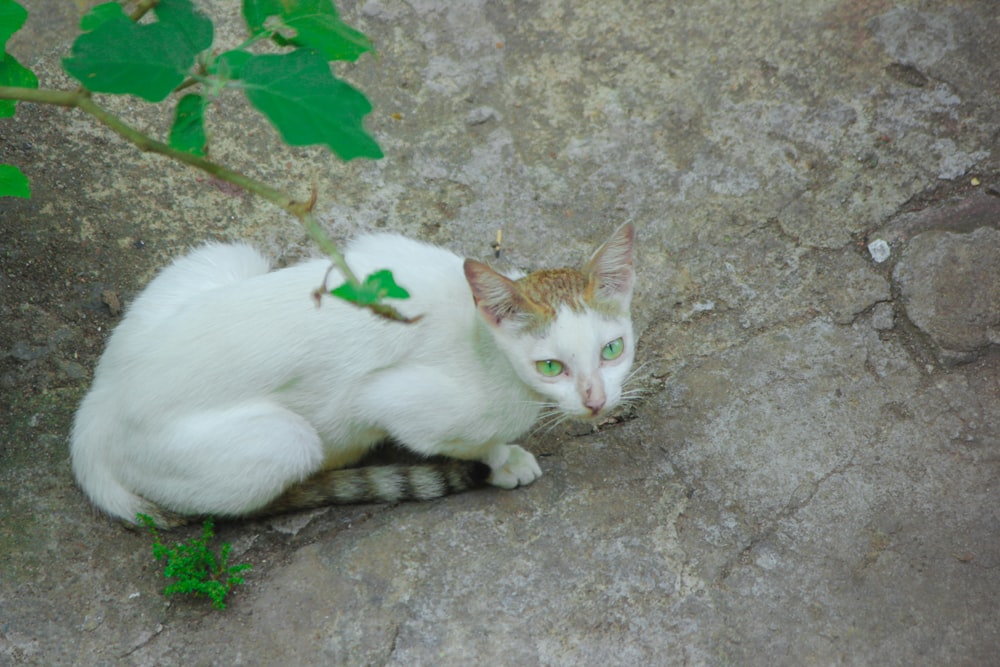 a white cat with green eyes sitting on a rock