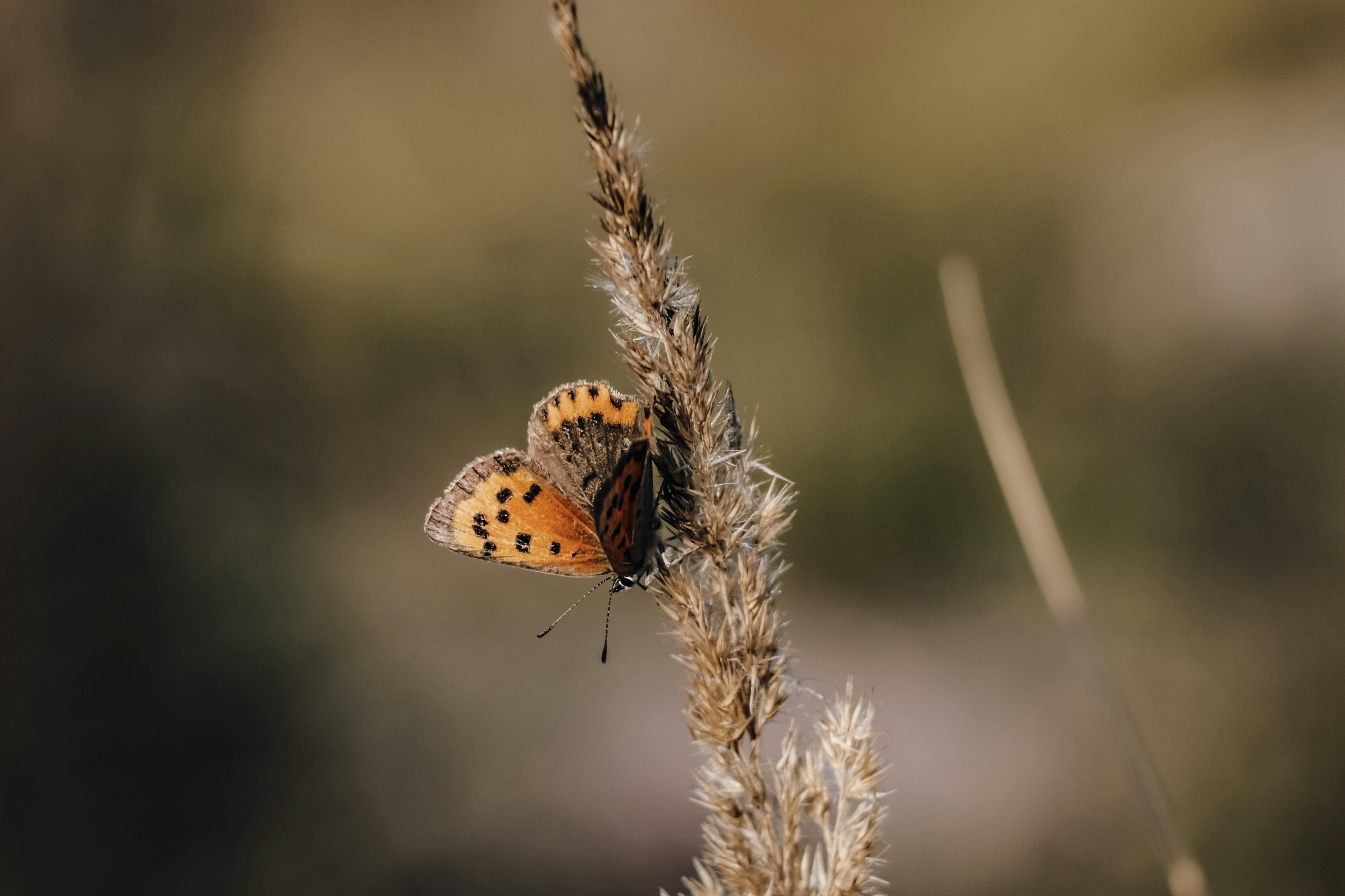 a close up of a small butterfly on a plant