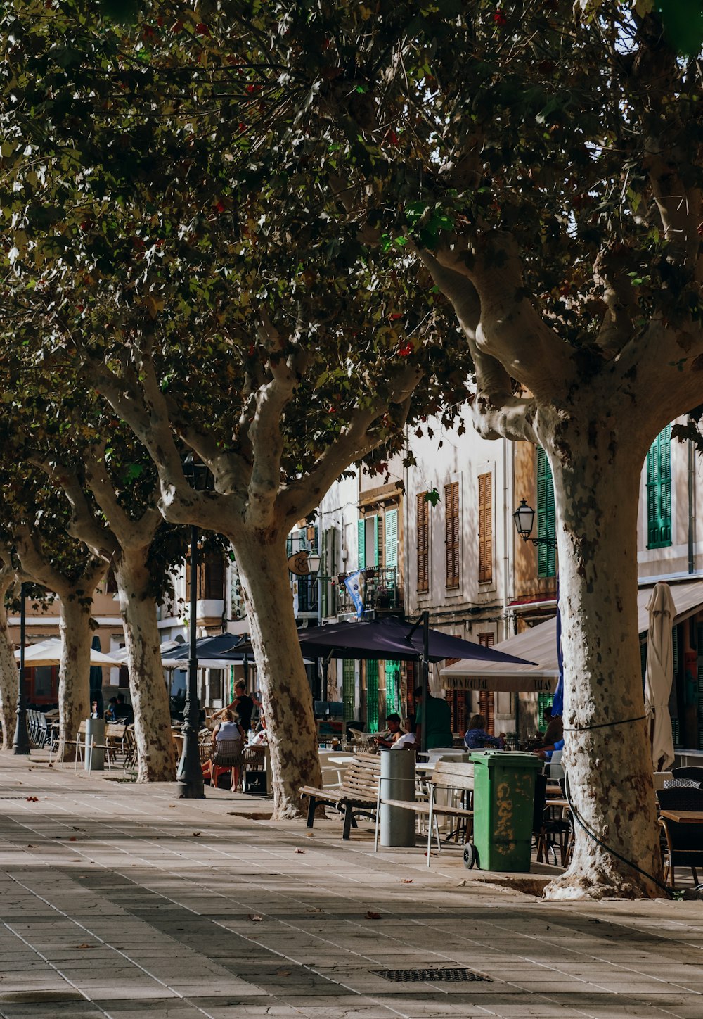 a row of trees on a city street