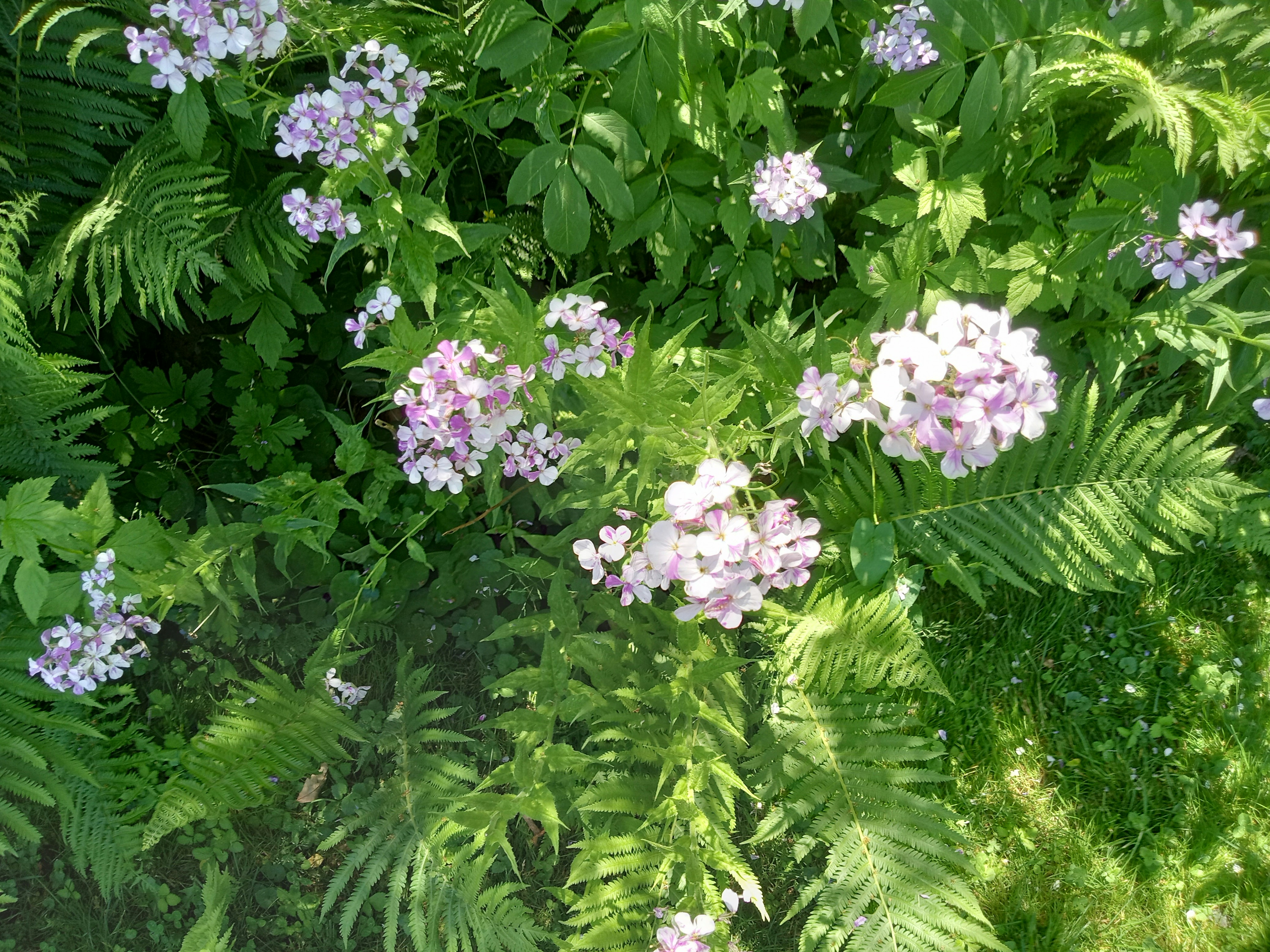 a bunch of flowers that are in the grass, Hesperis matronalis, Dame
