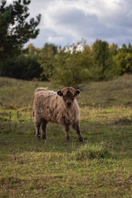 A young, fluffy Highland cow stands in a grassy field surrounded by dense, green foliage. The sky above is partly cloudy, casting a soft light on the scene. The cow's shaggy brown coat blends with the natural colors of the landscape.
