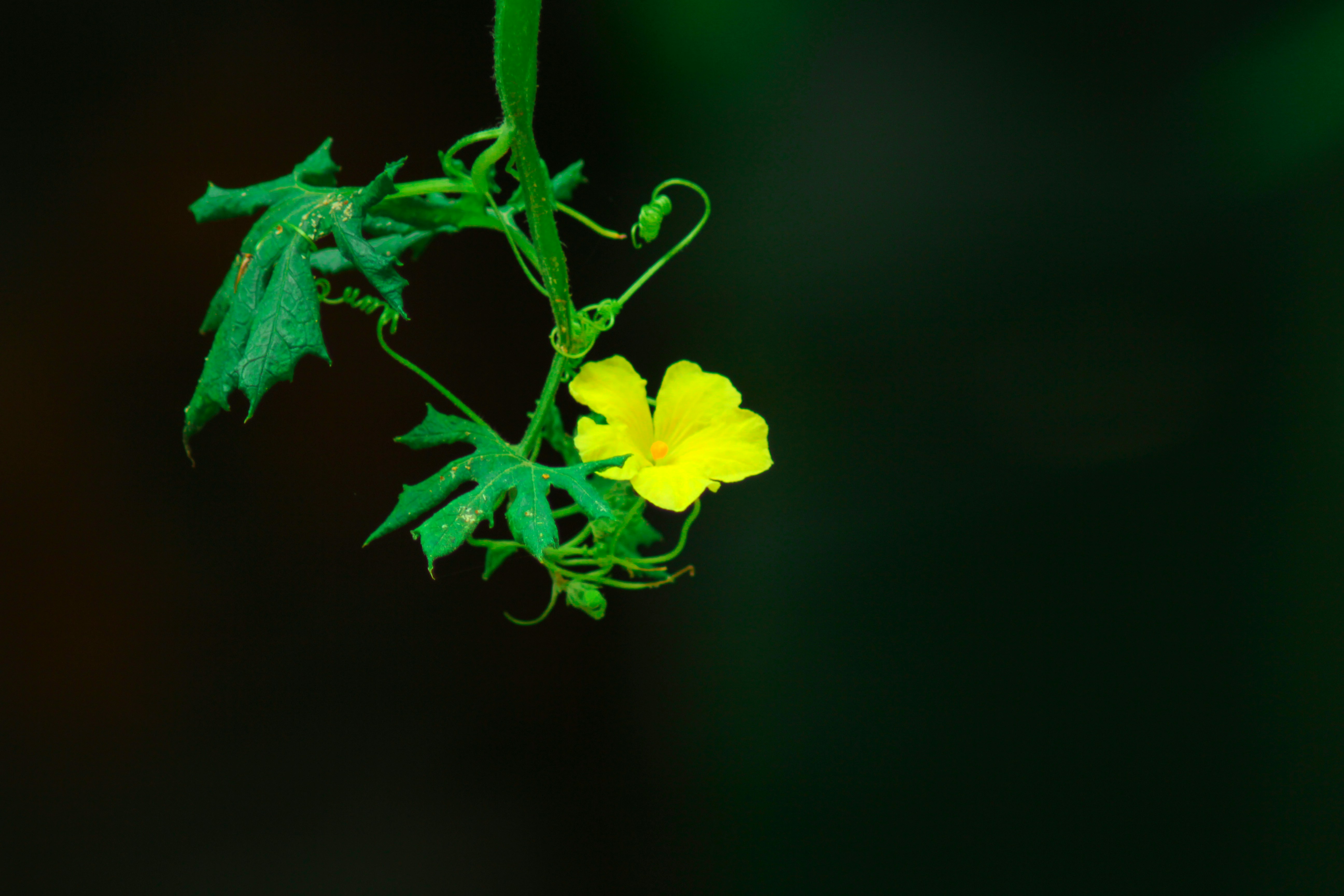 Photo by nithinpurple1