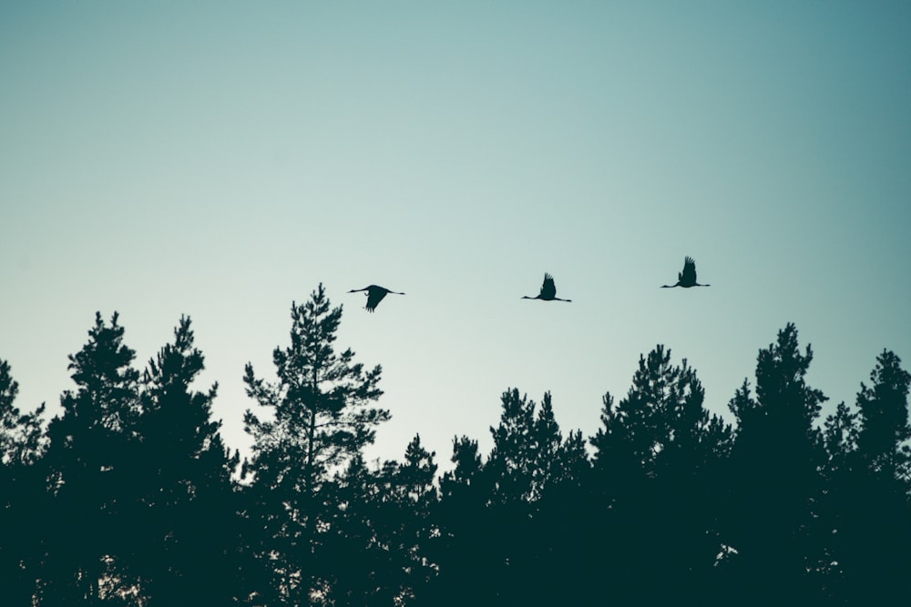 a flock of birds flying over a forest