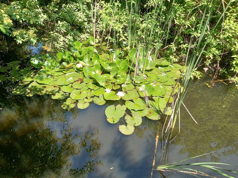 a pond filled with lots of water lilies