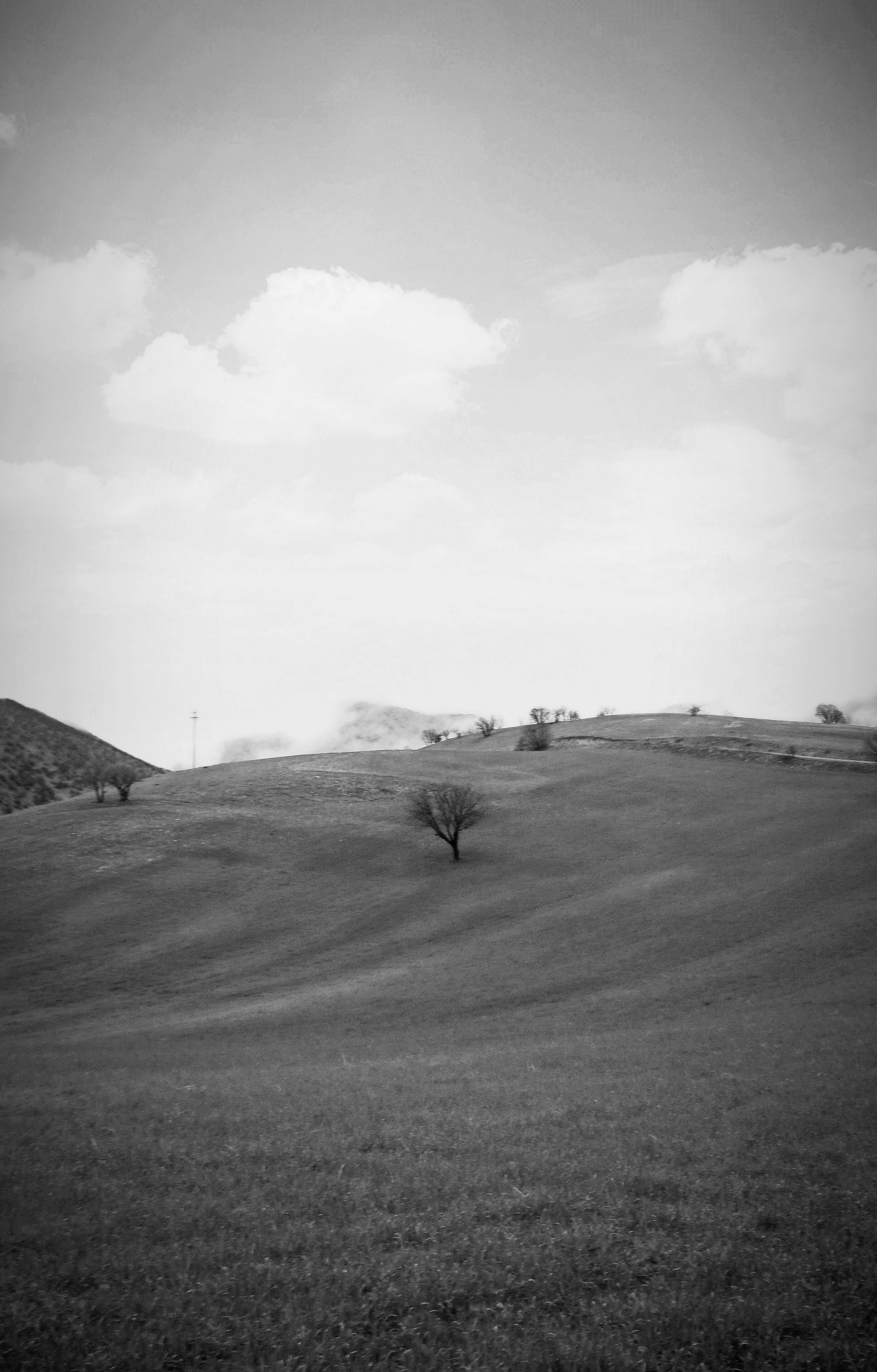 A black and white photo of a tree on a hill photo – Free Loneliness ...