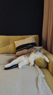 Residents sharing laughter around a cat lounging on a comfy couch