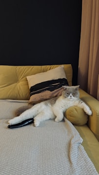 A relaxed cat is lounging on a beige couch with its body stretched out and propped against a pillow. The cat appears to be comfortably positioned, with a TV remote placed near its hind legs. The setting is cozy, with a black wall in the background and beige curtains to the side.