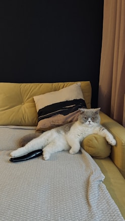 A cozy home setting with a cat lounging on a couch.