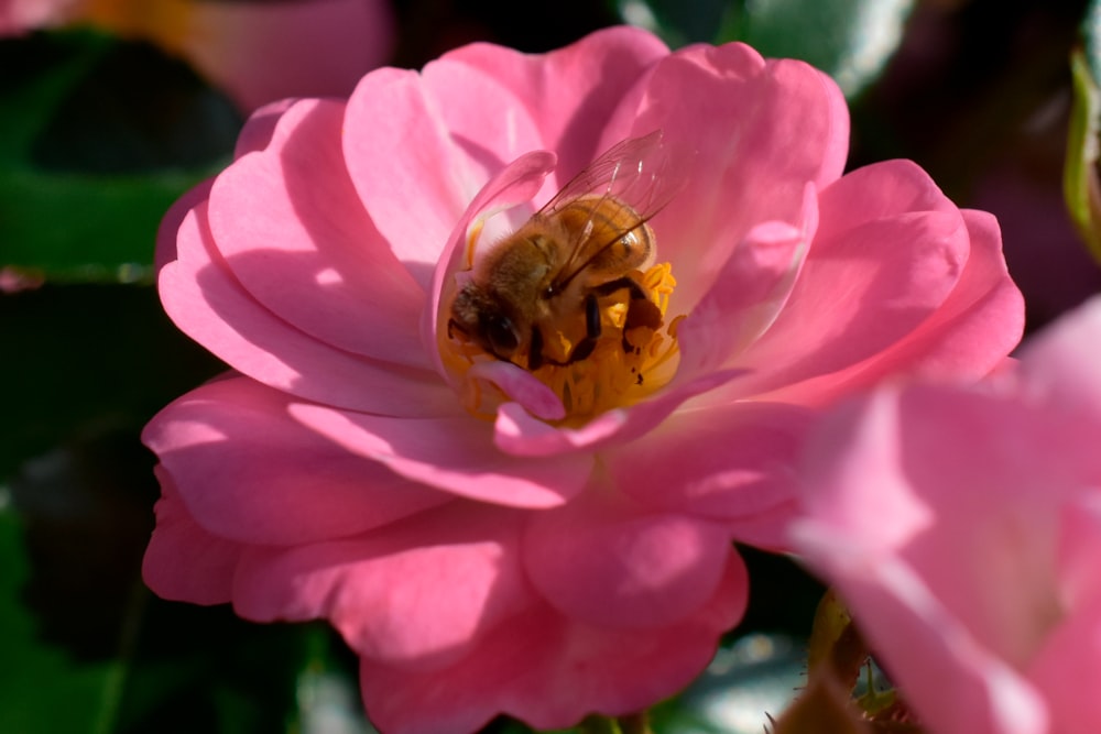 a pink flower with a bee inside of it