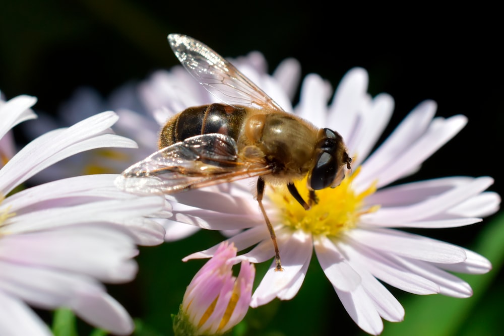 a bee sitting on top of a white flower