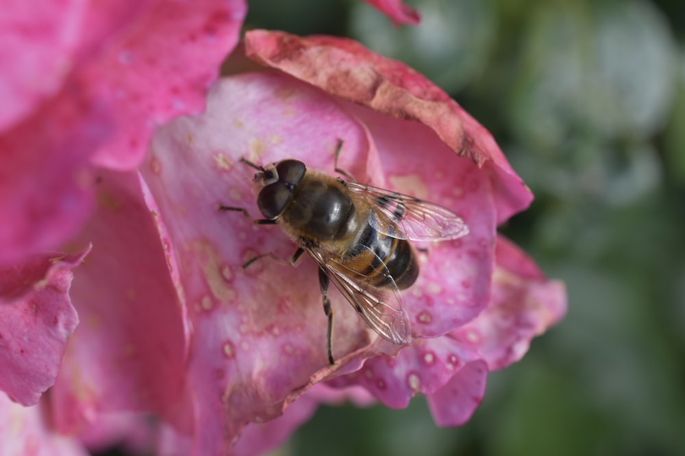 a bee sitting on top of a pink flower