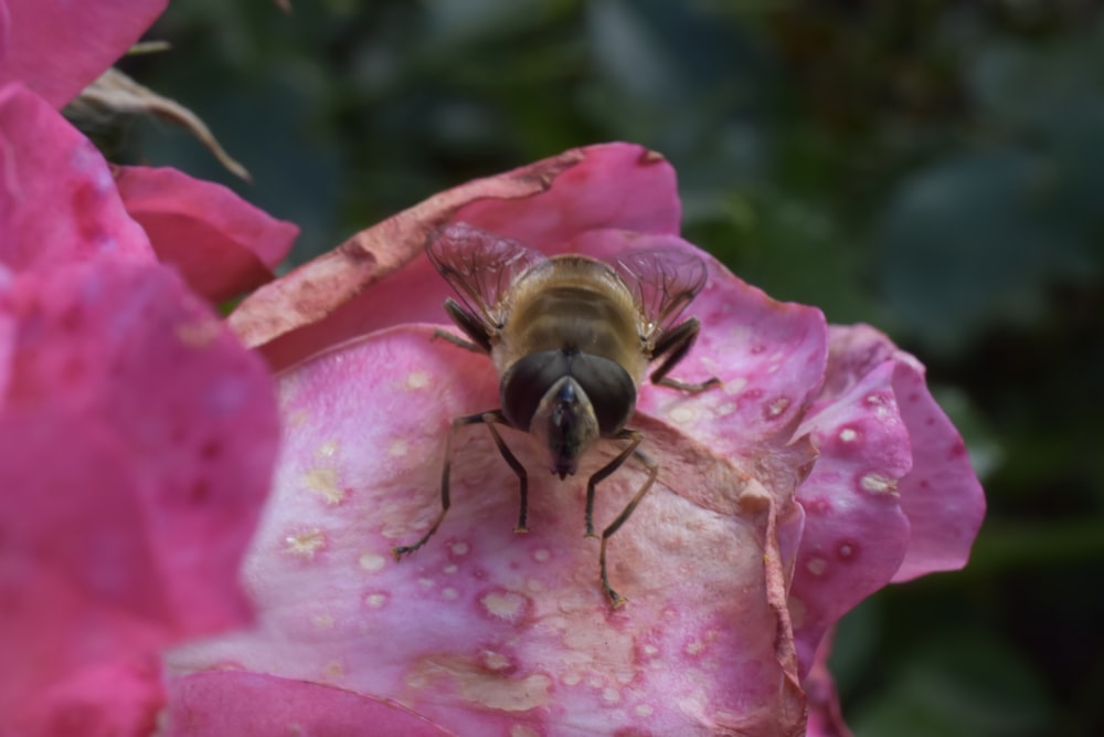 a bee sitting on top of a pink flower