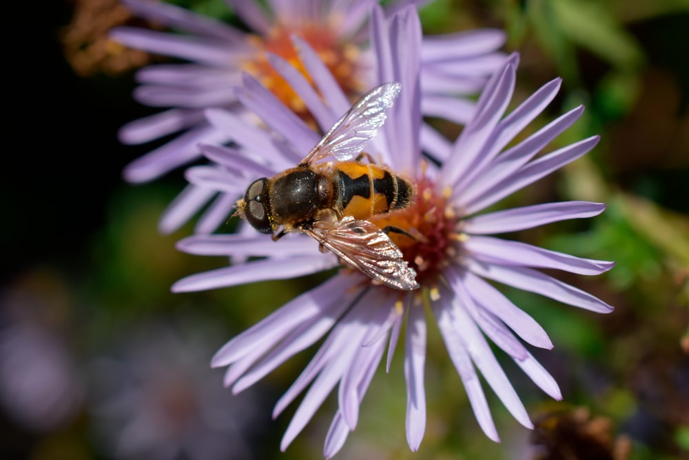 a bee sitting on top of a purple flower