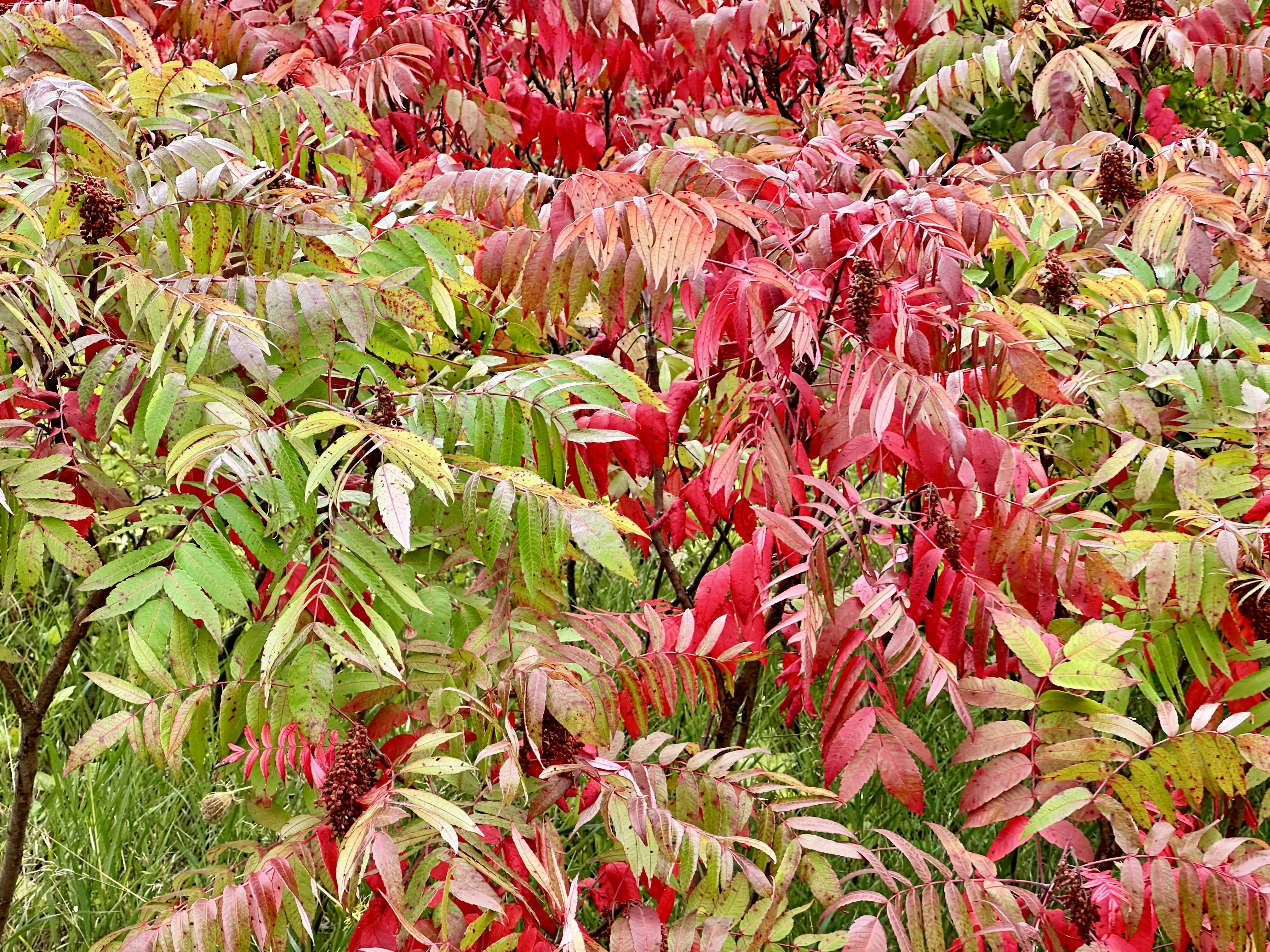 a field full of red and green plants