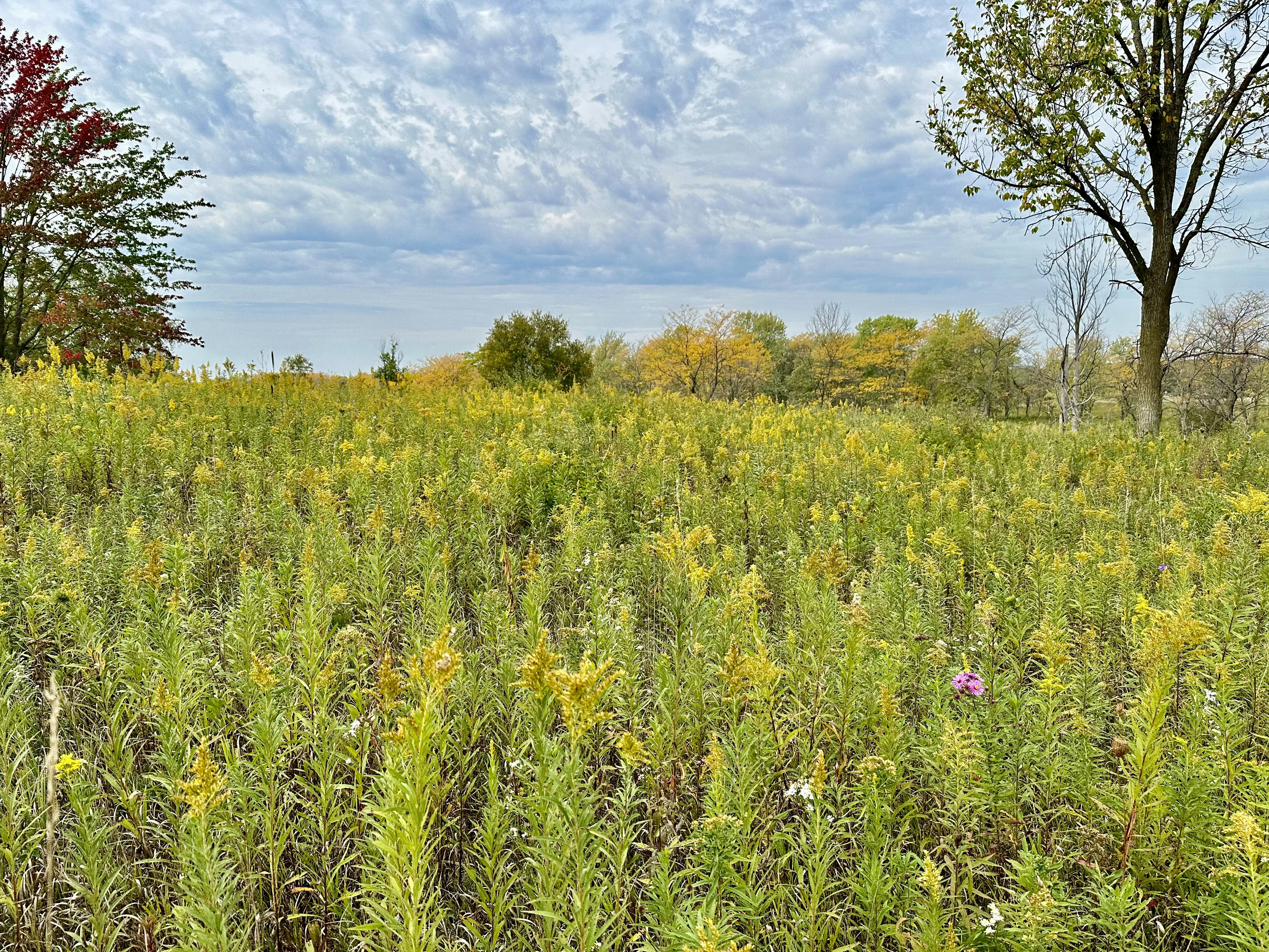 Photo by midkiffaries