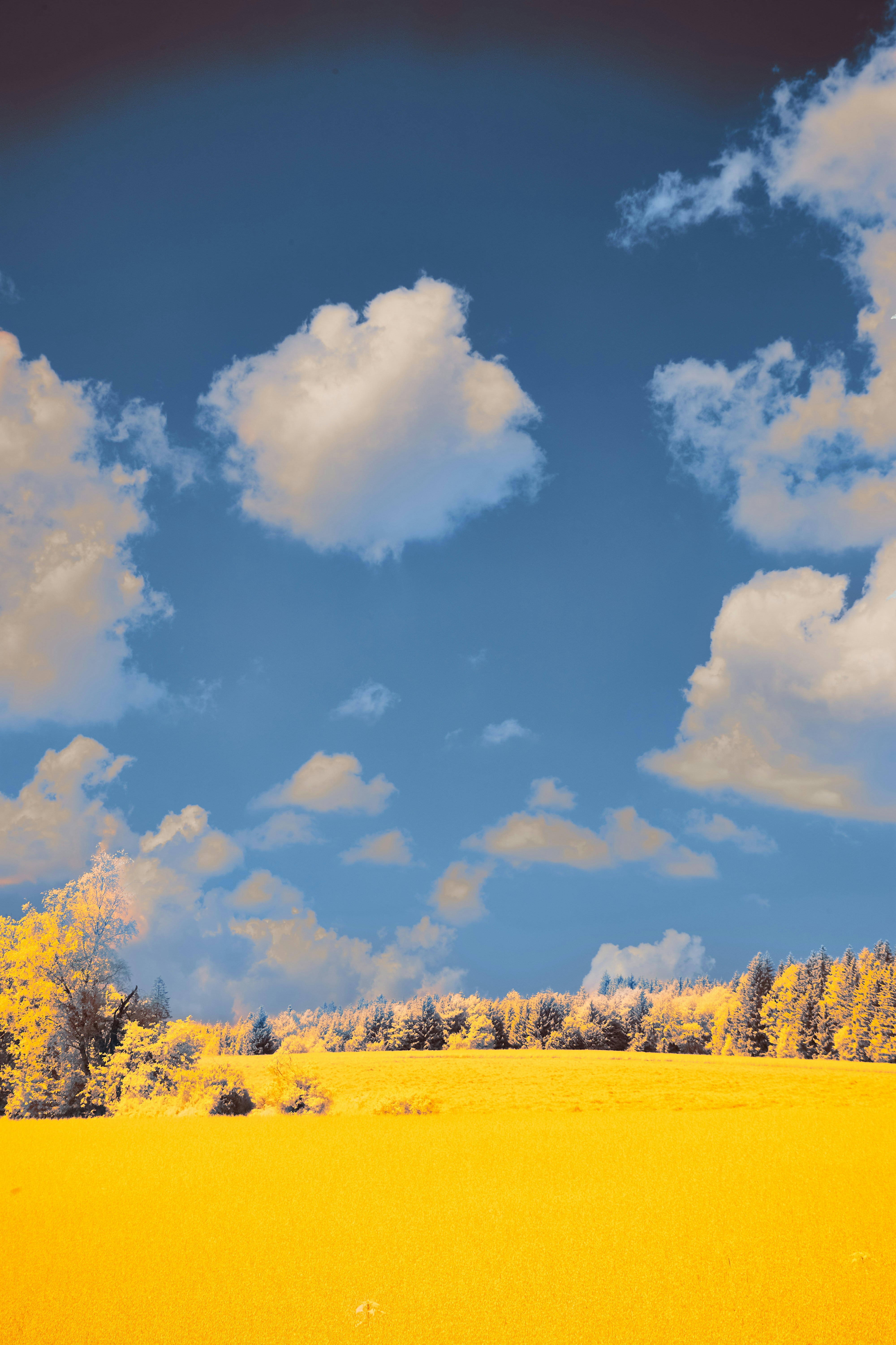 Photo by wolfgang_hasselmann