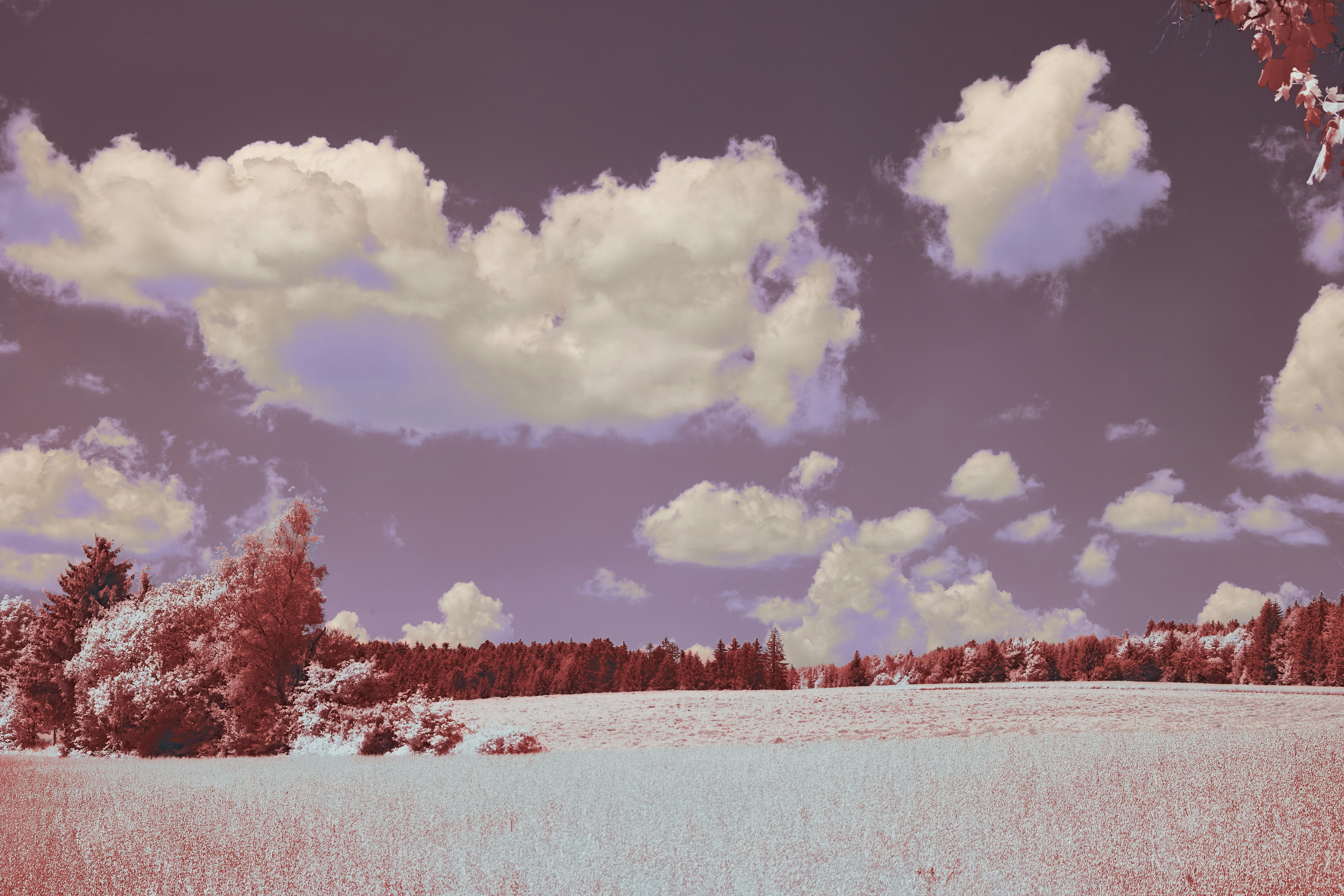 Photo by wolfgang_hasselmann