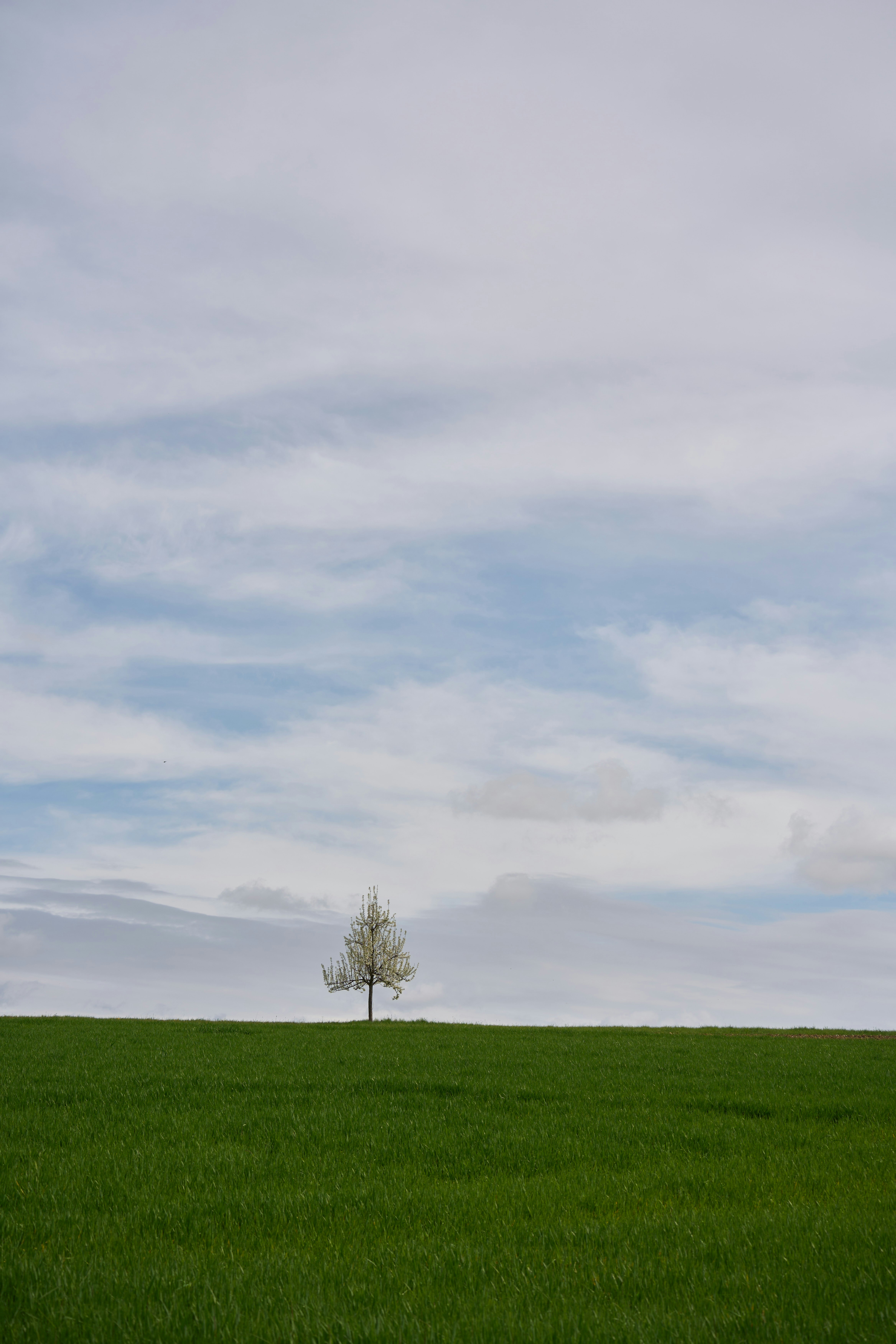 Photo by wolfgang_hasselmann