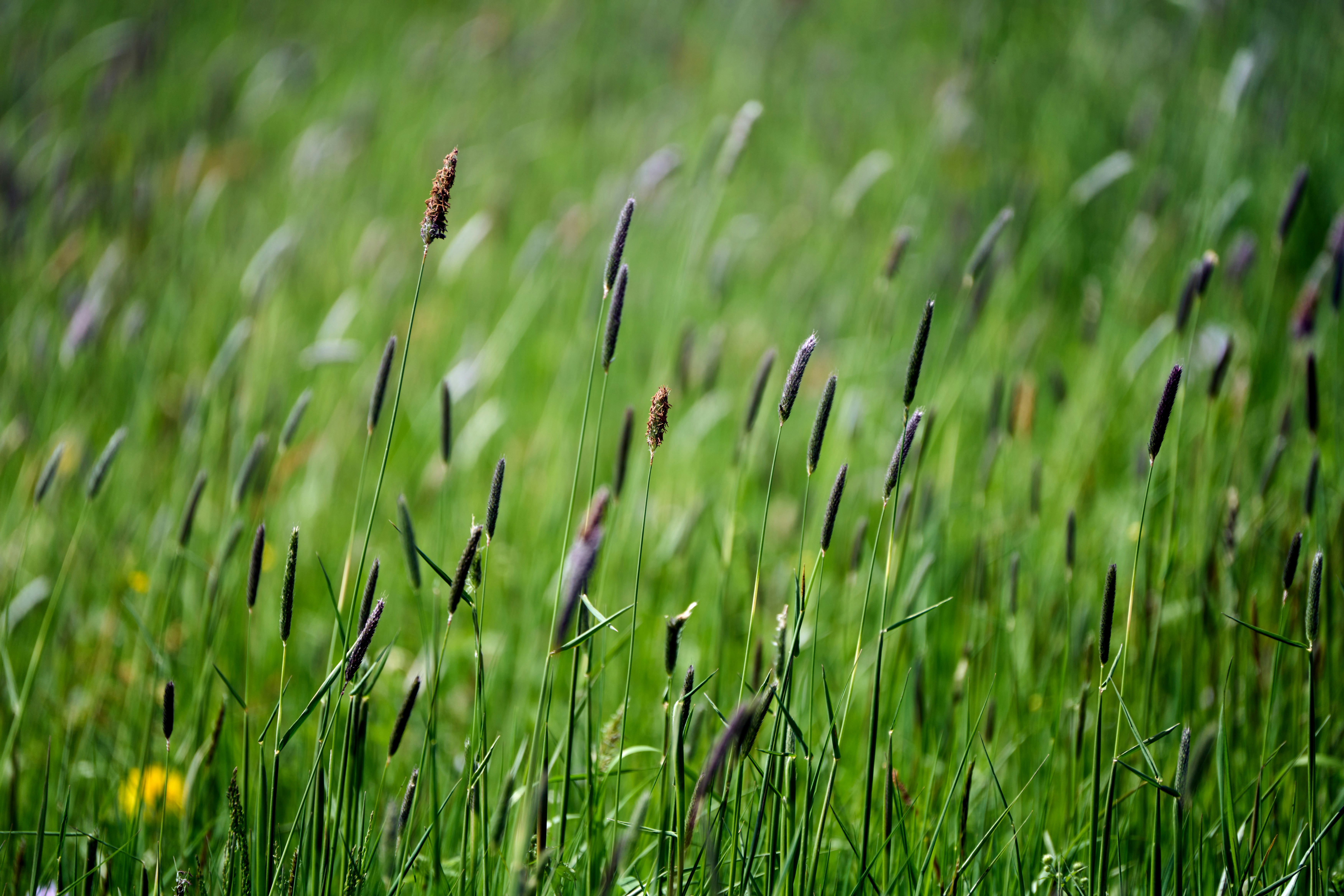 Photo by wolfgang_hasselmann