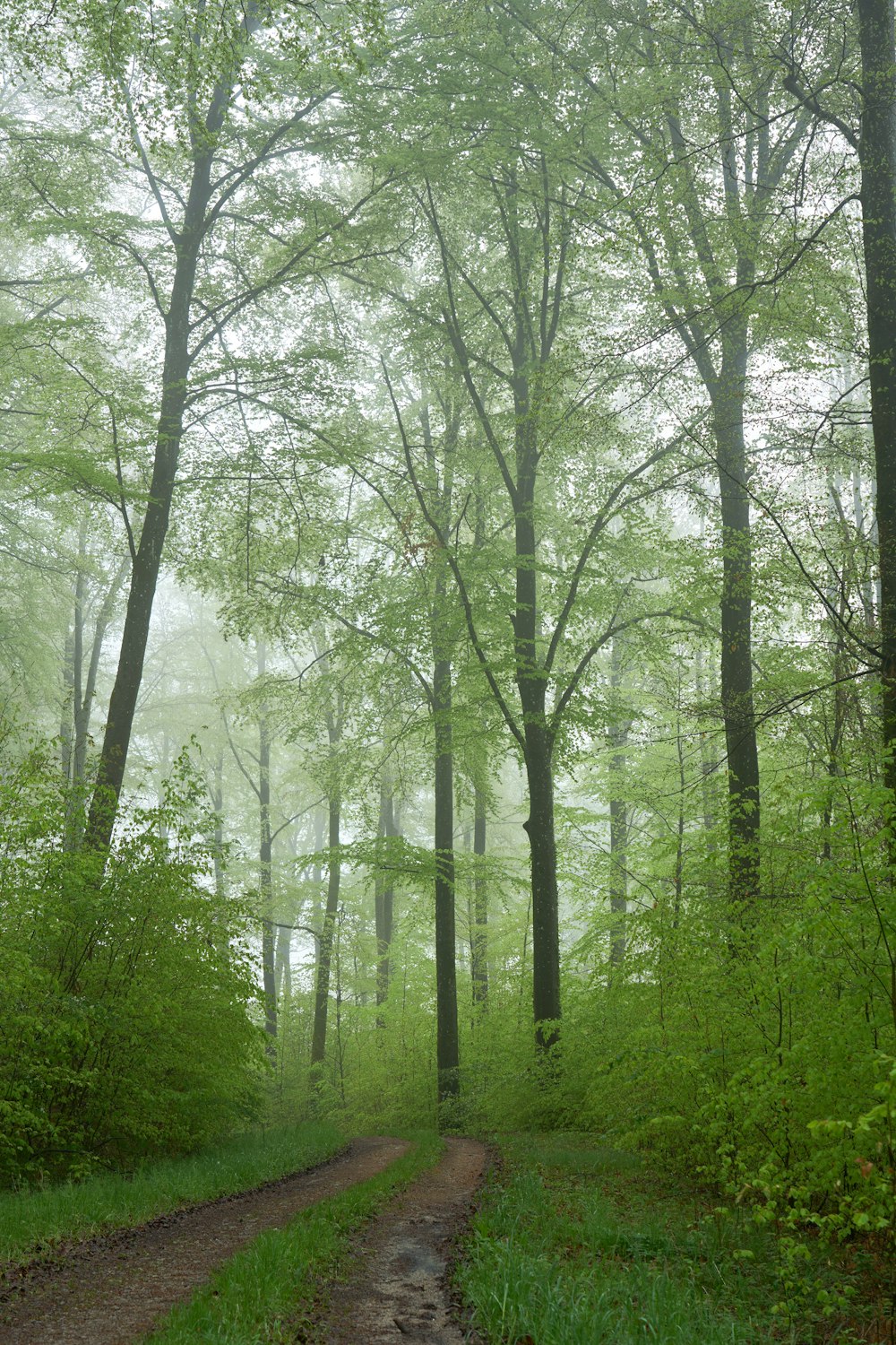 a dirt road in the middle of a forest