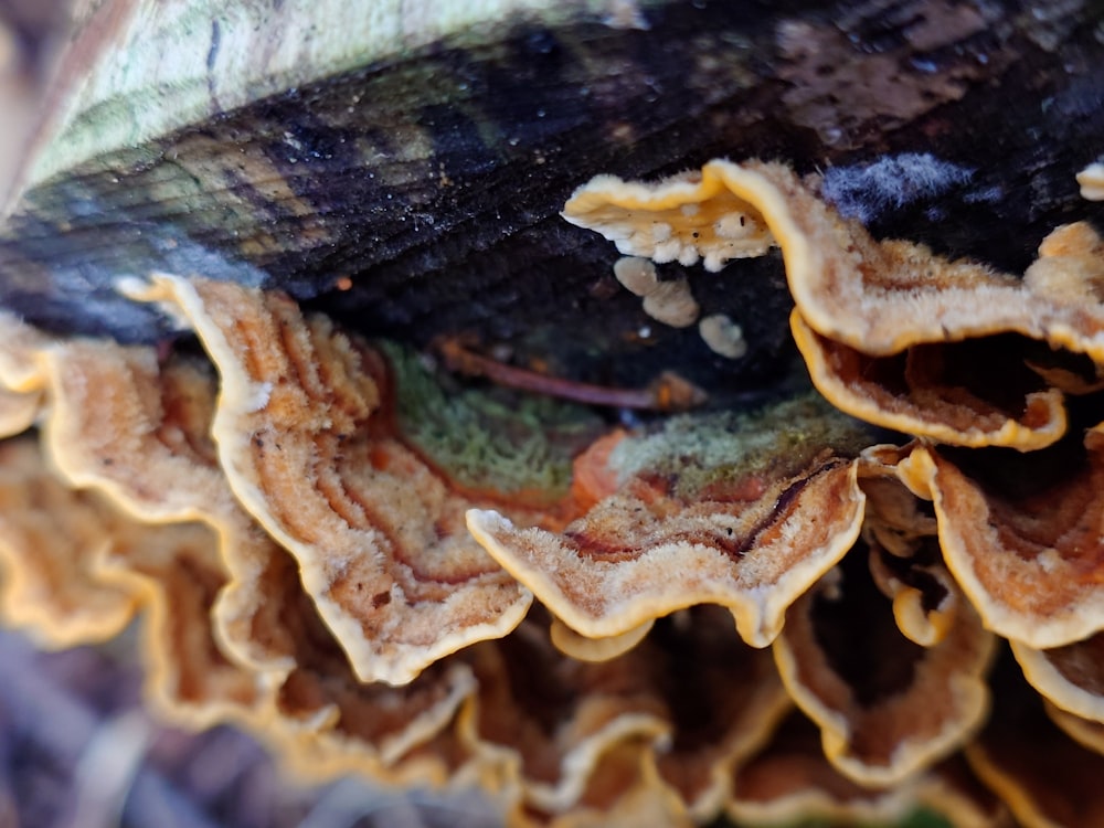a close up of a bunch of mushrooms on a tree