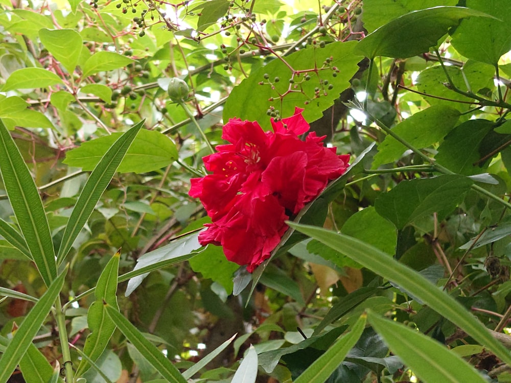 a red flower in the middle of some green leaves