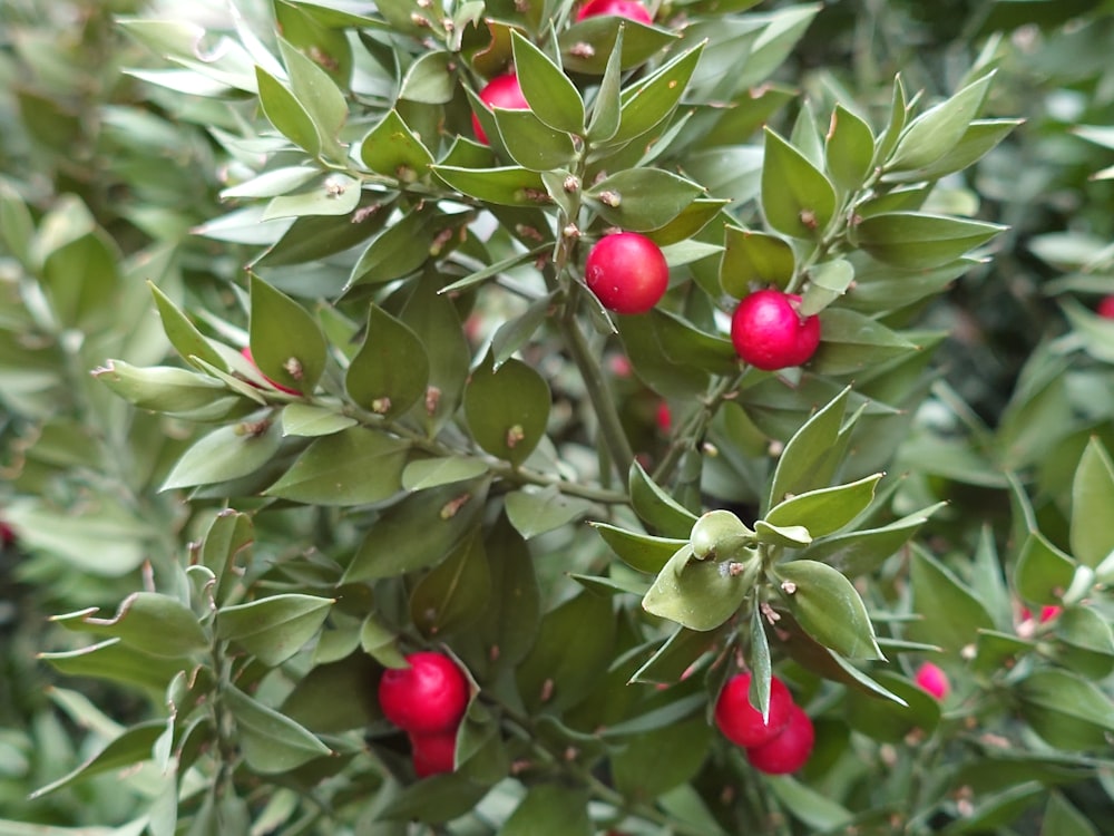 a bush with red berries and green leaves