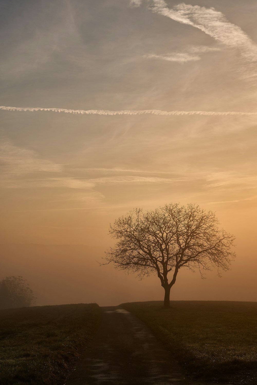 a lone tree on a foggy day in a field