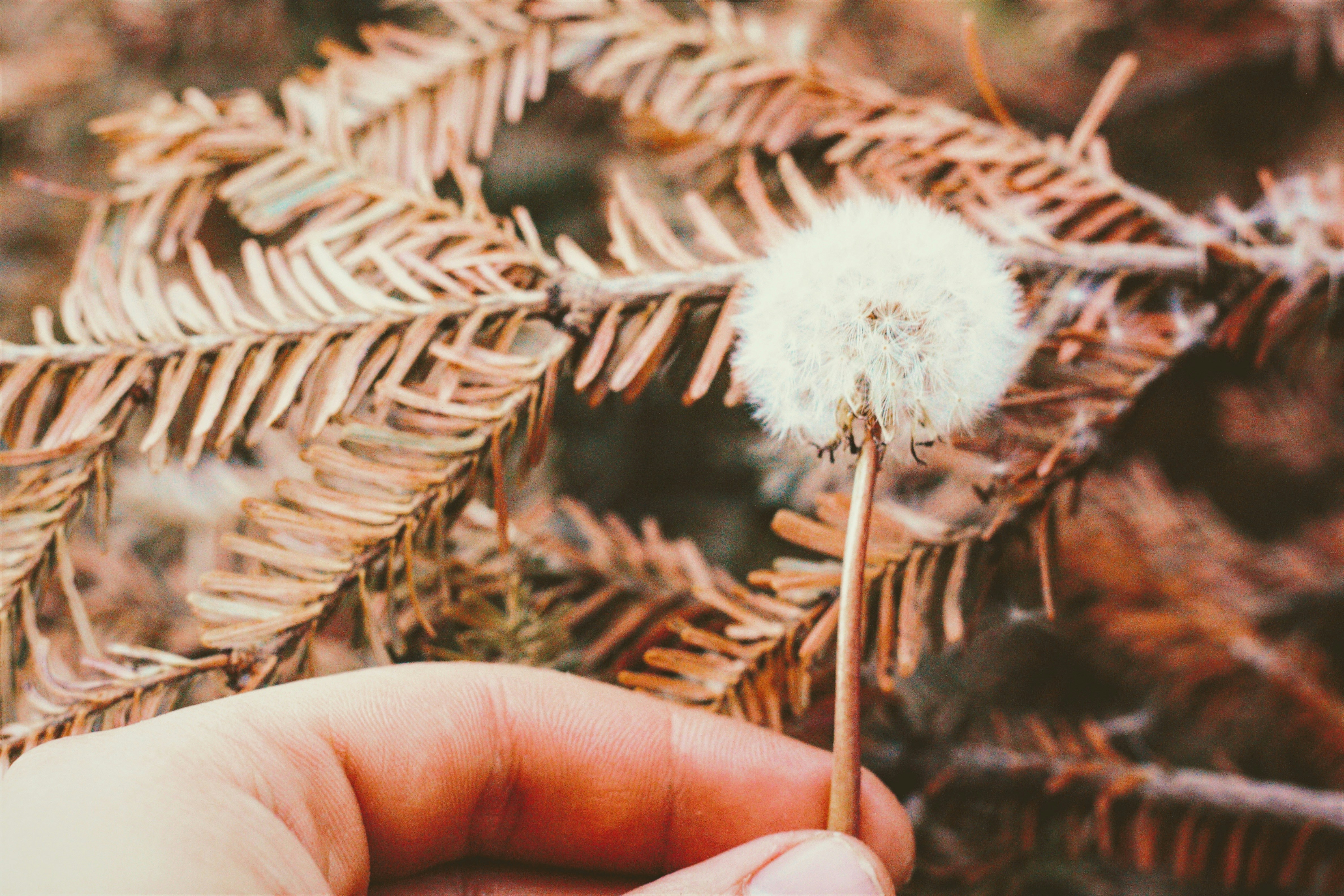 a person holding a dandelion in their hand