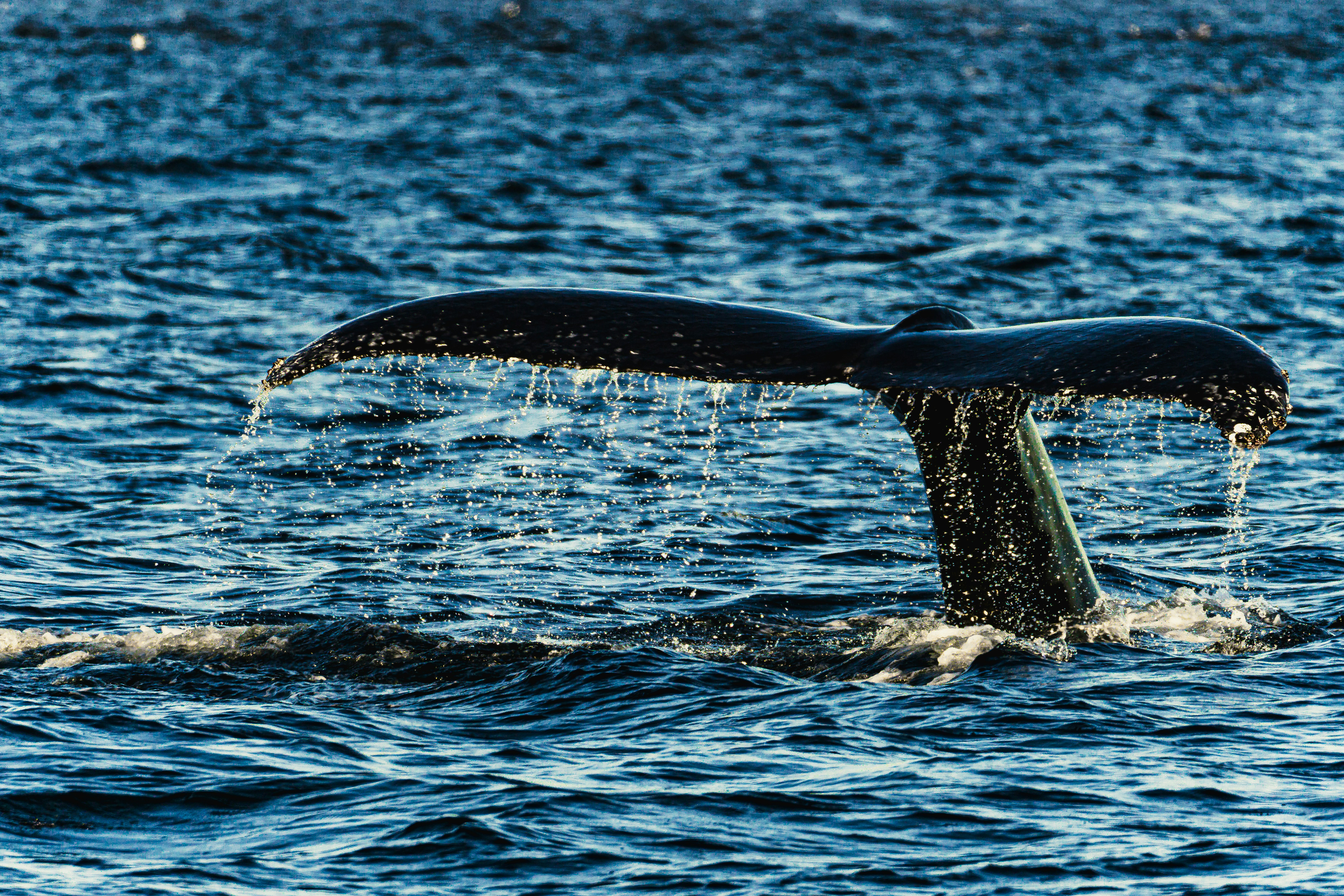 Whale.io Accelerating Towards TGE - Unveils 'Wager'